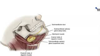 Submandibular and Sublingual Salivary Glands  Dr Ahmed Farid [upl. by Seppala]