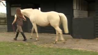 What causes laminitis [upl. by Golightly]