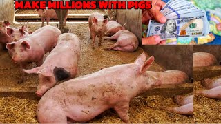 How To Start Piggery Farm in 2024 No Smell Less Costs High Profits method [upl. by Etiam915]