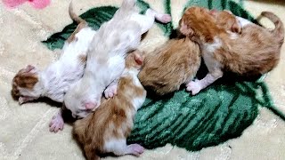 2nd Day Newborn Kitten Meowing [upl. by Siri]