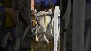 Best Wild Horses Mare Compilation of some Wild Horse Fights Video 284 [upl. by Payne]