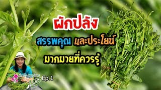 ผักปลัง สรรพคุณและประโยชน์มากมายที่ควรรู้พืชผักสมุนไพรน่ารู้ Ep1 Aranya Channel [upl. by Ataga]