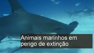 44 Animais Marinhos Ameaçados de Extinção  Lista com Nomes e FOTOS [upl. by Llehsyt]