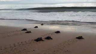 Olive Ridley turtles Lepidochelys olivacea ocean seaturtles seaturtleconservation explore sea [upl. by Eaned339]