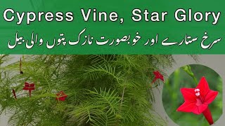 Cypress Vine  How to grow and care for Cypress vine  Star Glory  Humming plant [upl. by Eikkin]