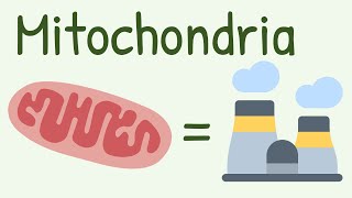 Mitochondria Structure amp Functions [upl. by Nnairac]