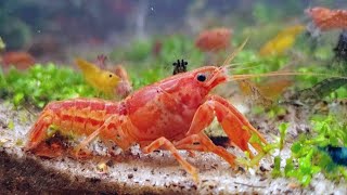 Mexican Dwarf Crayfish Eating with Neocaridina Shrimp  Community Aquarium [upl. by Drofyar589]