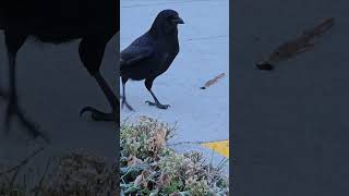 Crow coming my way one frosty morning short crow birdwatching [upl. by Ajnot]