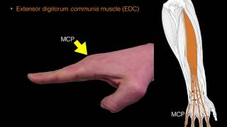 Forearm extensor muscles [upl. by Heintz]