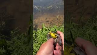 Fishing Everyday  The Spider Works fishing lunkerhunt catchinbass bassfishing bigfish [upl. by Rett]