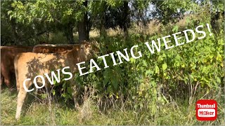 Yearling heifer rotational grazing update  Reeds Canary Grass and Giant Ragweed [upl. by Ahsikan]