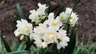 Narcissus Erlicheer one of the most fragrant double daffodils for the garden [upl. by Lasala629]