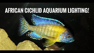 AFRICAN CICHLID AQUARIUM LIGHTS How Long Should They Be Turned On For HINTS amp TIPS [upl. by Lust]