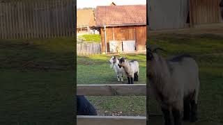 goatanimalZiegenbock Streicheleinheiten [upl. by Nylhtiak]