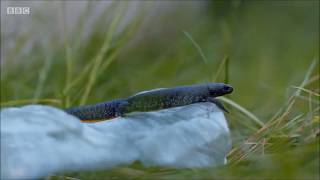 Great Crested Newts on Cities Natures New Wild 2019 [upl. by Beka]