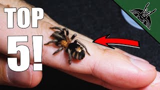 Top 5 MUST HAVE Tarantulas Beginner friendly list [upl. by Ainafets]