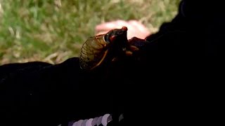 How to prevent cicadas from gathering around your yard [upl. by Dolorita]