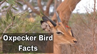 Oxpecker Bird  Facts [upl. by Rogovy]