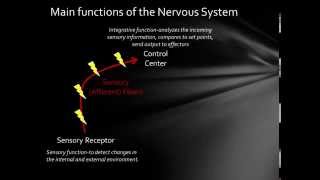 The Physiology of Receptors A Video [upl. by Obla]