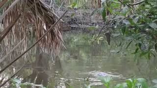 3 minutes of gators mating at Sawgrass Lake Park in St Petersburg Florida on April 24th 2024 [upl. by Eibo]