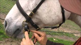 LightRider Bitless Bridle How To Adjust the Chinstrap [upl. by Aihcila13]