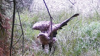 Seeadler in der Altmark 2024 [upl. by Roch]