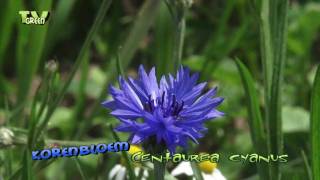 korenbloem  centaurea cyanus  cornflower [upl. by Eelloh]