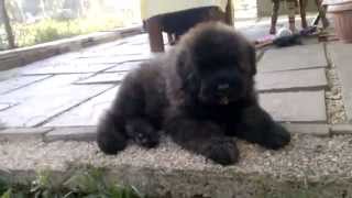 Alamanda Bouviers  Puppies 9 weeks [upl. by Ahsotan]