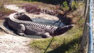 largest taxidermied crocodile [upl. by Asylem]