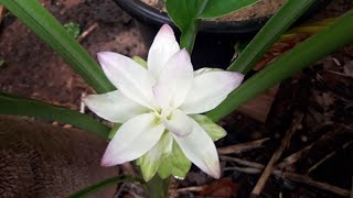 CONHEÇAM A FLOR DO AÇAFRÃO DA TERRA  CÚRCUMA [upl. by Pfosi]