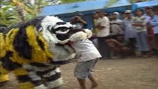 Macan Makan Anak Kecil  Jaranan Buto  Candra Puspitasari [upl. by Yusuk]