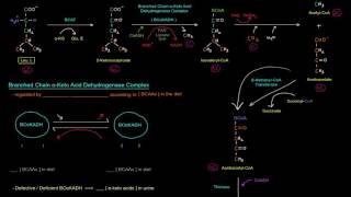 Amino Acid Oxidation Pathways Part 8 of 10  Branched Chain Amino Acids BCAAs [upl. by Lehcnom]