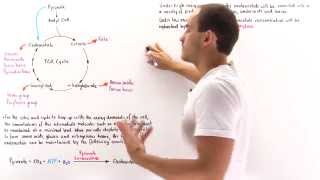 Replenishing Oxaloacetate in Citric Acid Cycle [upl. by Cath]