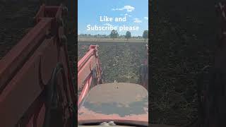 Planting a mixture of LabLab and Forage Sorghum [upl. by Pulling]