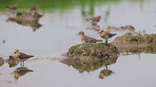 Temmincks stint😊 [upl. by Bowler]