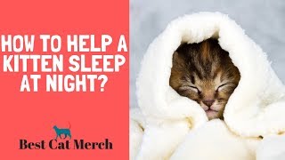 How to Help a Kitten Sleep at Night [upl. by Laszlo]