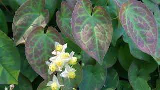 How to Grow Epimedium [upl. by Ahsema]