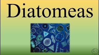 DiatomeasBIOPEDIA [upl. by Fatimah679]