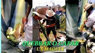 COMO QUEBRAR O CAPAR UN MAGUEY DE AGUA MIEL O PULQUE 2024 🇲🇽 [upl. by Noletta]