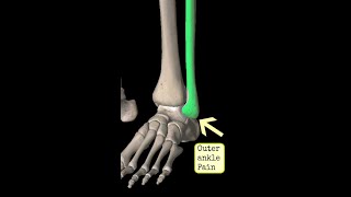 Outer  Lateral Ankle Pain Strength and Exercise [upl. by Akeemaj]