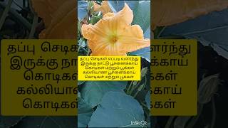 Tappu chedigal poosanikai kodigalgardening tamil  vivasayam [upl. by Gerdi]