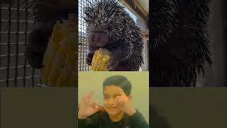 Baby Porcupine Eating Corn 🌽porcupines eating asmr eatingsoundsasmr shorts [upl. by Verity]