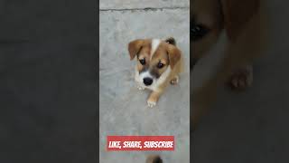 Cute Puppies shorts trending viralshort youtubeshorts shortsfeed pets [upl. by Hutson]