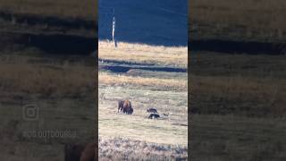 Yellowstone Wolves [upl. by Duff]