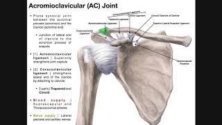 The Acromioclavicular AC Joint  Anatomy and Function [upl. by Paquito]