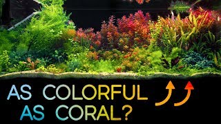 This FRESHWATER Scape is as COLORFUL as a REEF Tank [upl. by Akihc]