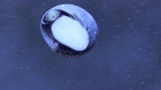 How Aquarium Snails Graze on Algae [upl. by Yelrebmik119]