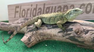 LH9687 Lewisi Hybrid 2022 ID9687 18 in Female Iguana B7 Bloodline quotExceptionalquot [upl. by Eetnwahs]