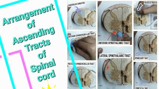 Arrangement of Ascending Tracts of Spinal card [upl. by Htennek]