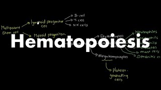 Hematopoiesis Overview [upl. by Tevis681]